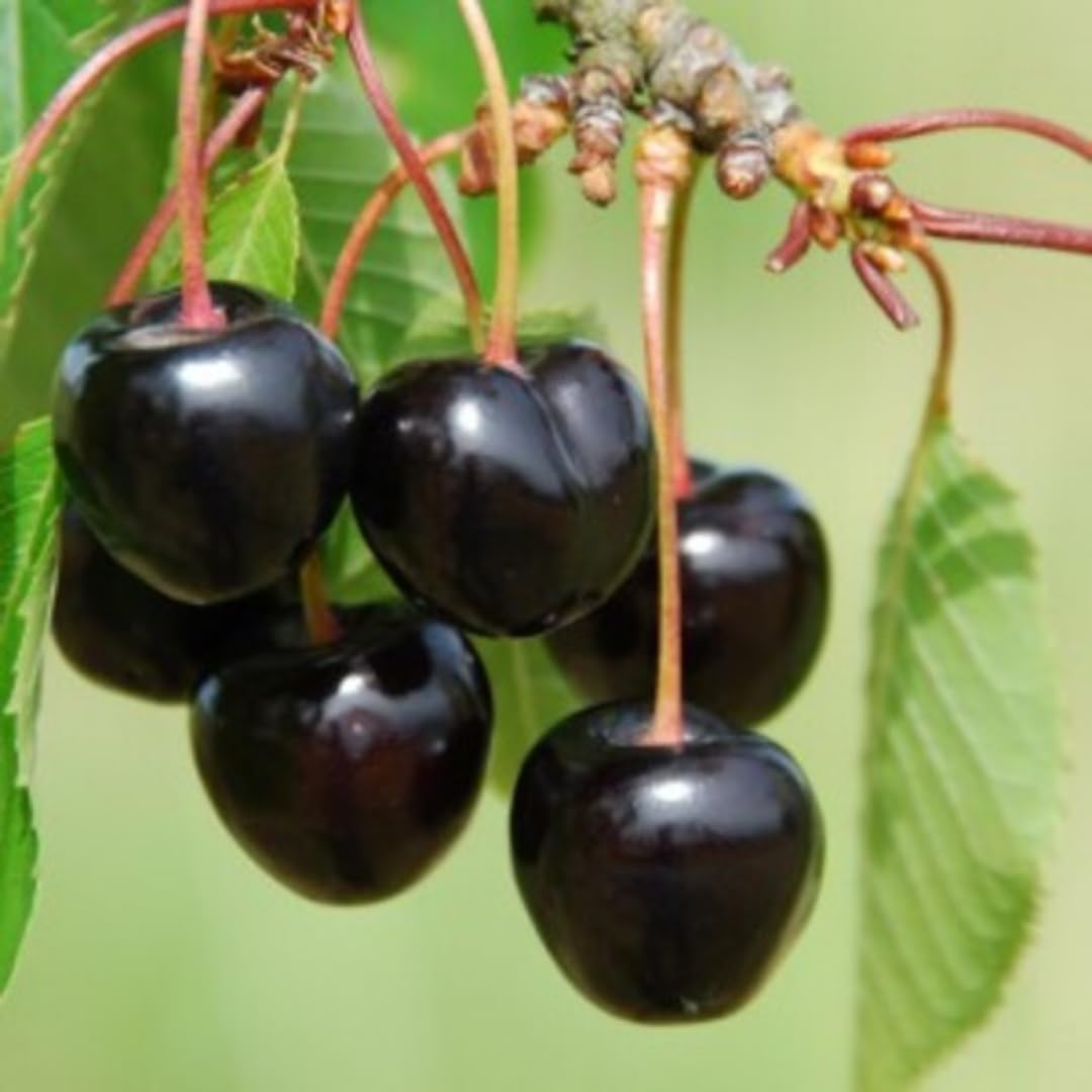 Black Cherry Tree Live Plant, 1 Year Old Sweet Cherry Bare Roots 1.5-2 Feet, Dormant, Hardy Shade Tree for Garden or Landscape