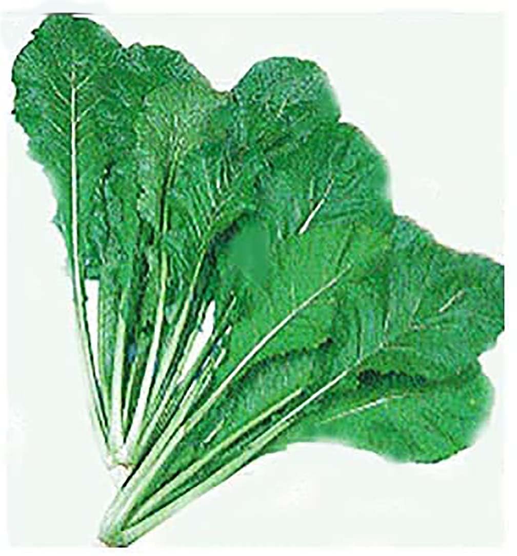 Turnip Green Seeds - Seven Top Turnip Greens - Produces Only Greens - 3400 Seeds
