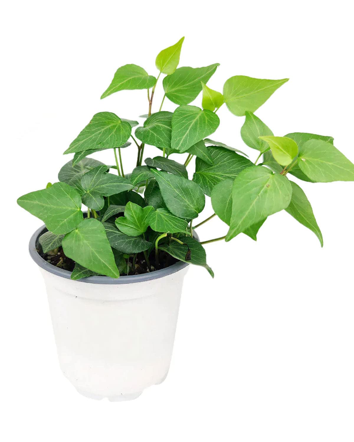 Green Ivy Plant (4" Grower Pot) - Heart-Shaped Green Leaves Houseplant for Home Decoration - Air Purifying, Easy to Grow Houseplant
