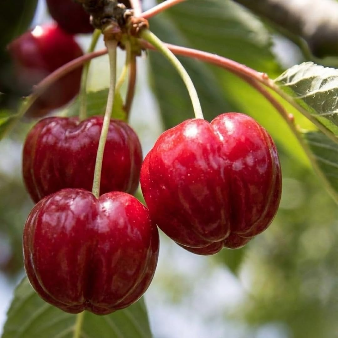 Combo 3 Barbados Cherry Trees Live Plants, Fast-Growing for Spring Planting, Starter 4-7" Tall Edible Red Cherry Tree for Outdoor