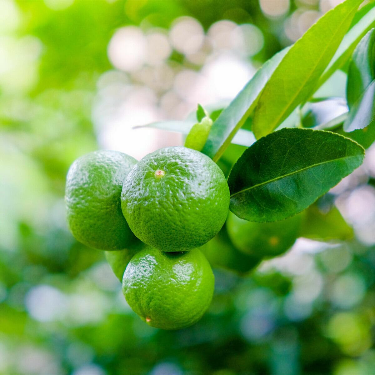 Mexican Key Lime Tree - 2-5 Inch Tall Live Plant - Potted Lime Fruit Seedling - Citrus aurantifolia