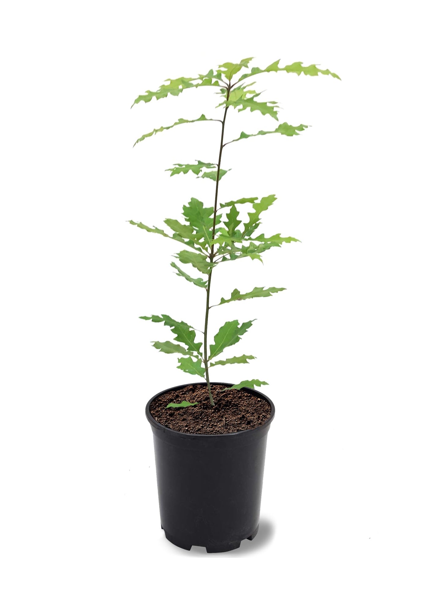 American Plant Exchange Shumard Oak Tree, 1 Gallon Pot, 2-3ft Tall, Outdoor Landscape Garden Plant, Live Plant, Shade Tree, Fast Growing and Hardy