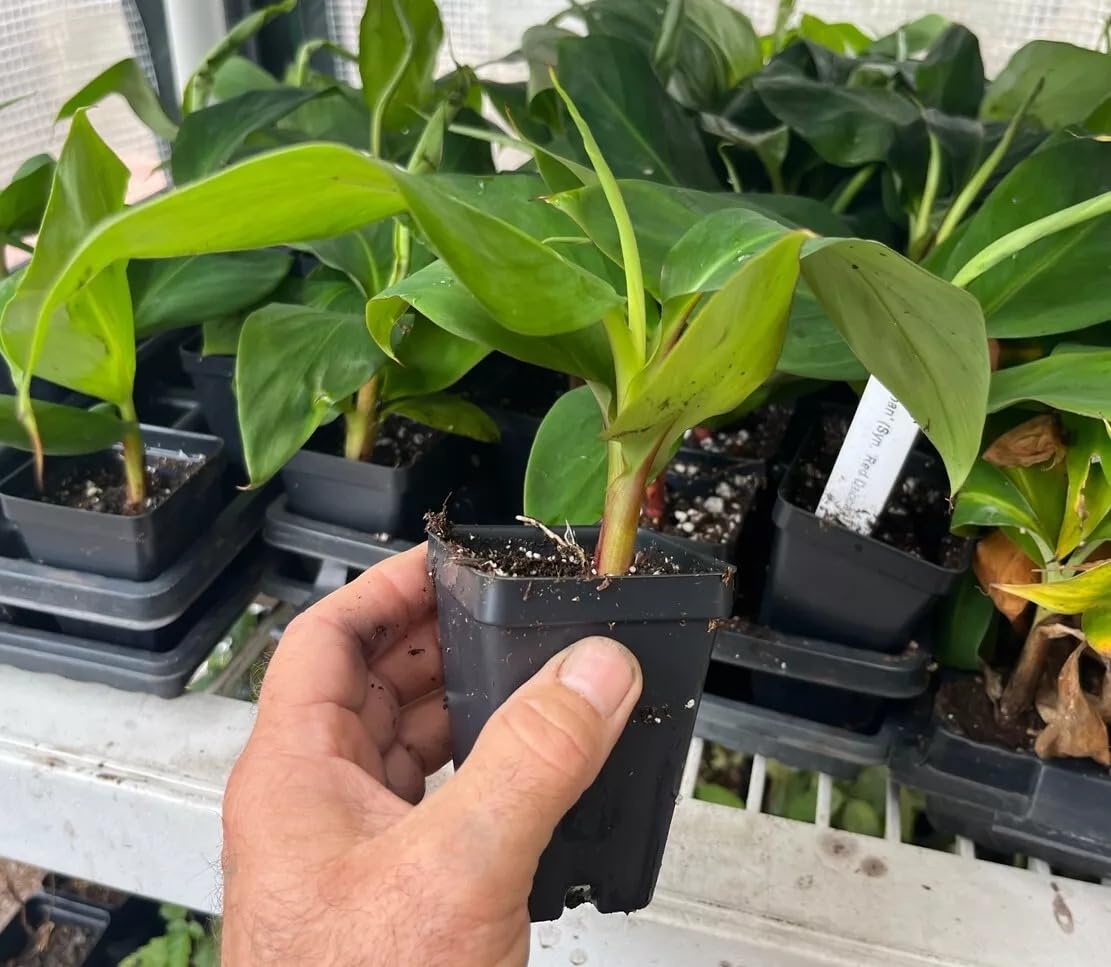 1 Red Cuban Banana Live Starter Plant - 4-8 Inch Musa Acuminata - Rare Red Banana Tree