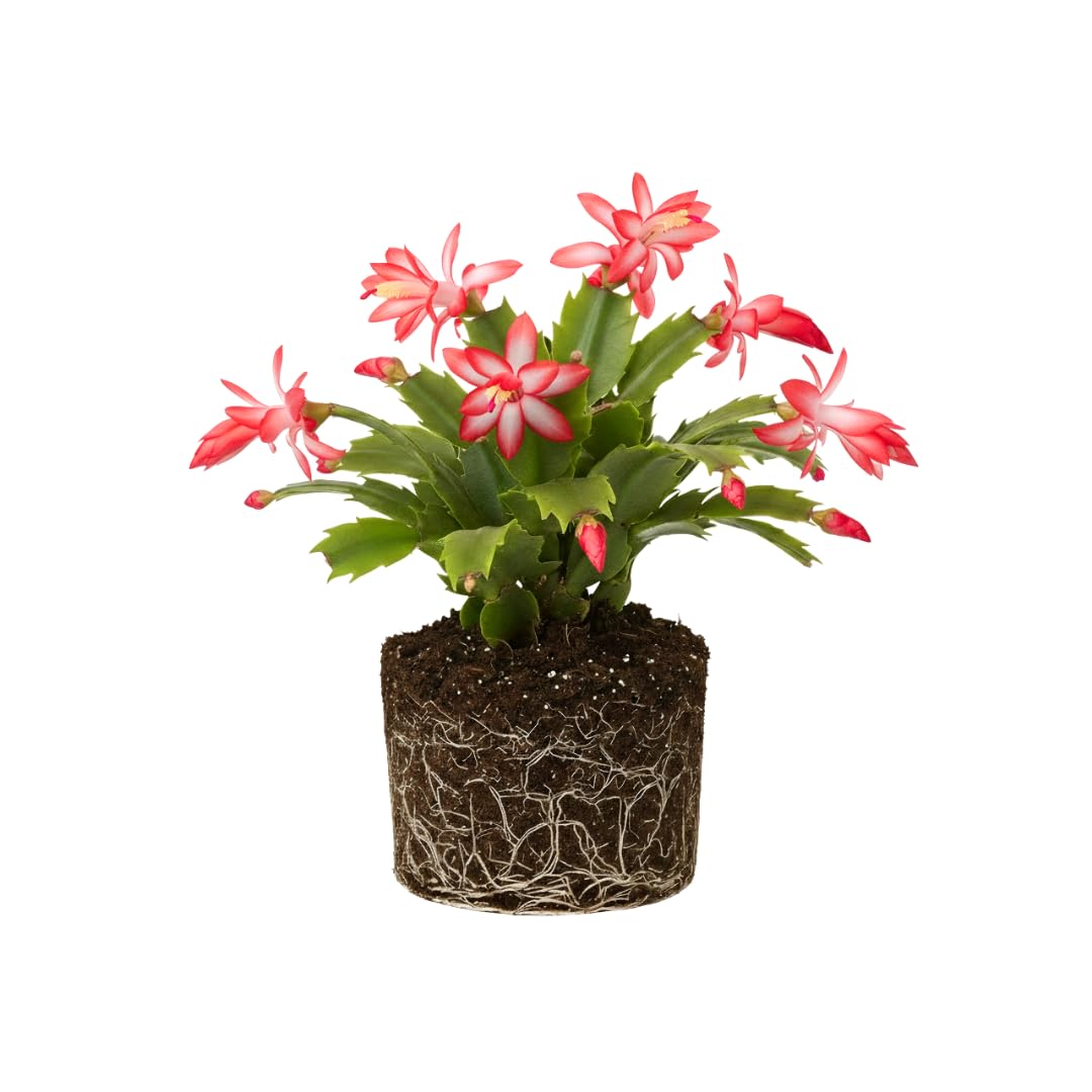 Christmas Cactus Plant Live, Holiday Cactus Live Plant, 4 to 6 Inc Tall, Hanging Baskets Houseplants, 4 Inc Potted, Gardening Indoor Outdoor (Red)