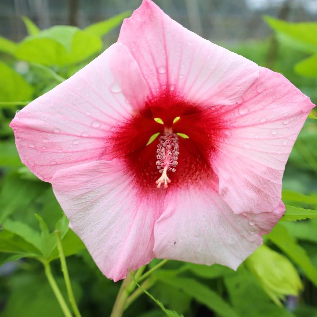 2 Rose Hibiscus Plants Live 5-9" in Tall, Hardy Hibiscus Tree Live Plant Year-Round Blooming, No Pot, Outdoor Perennial Planting