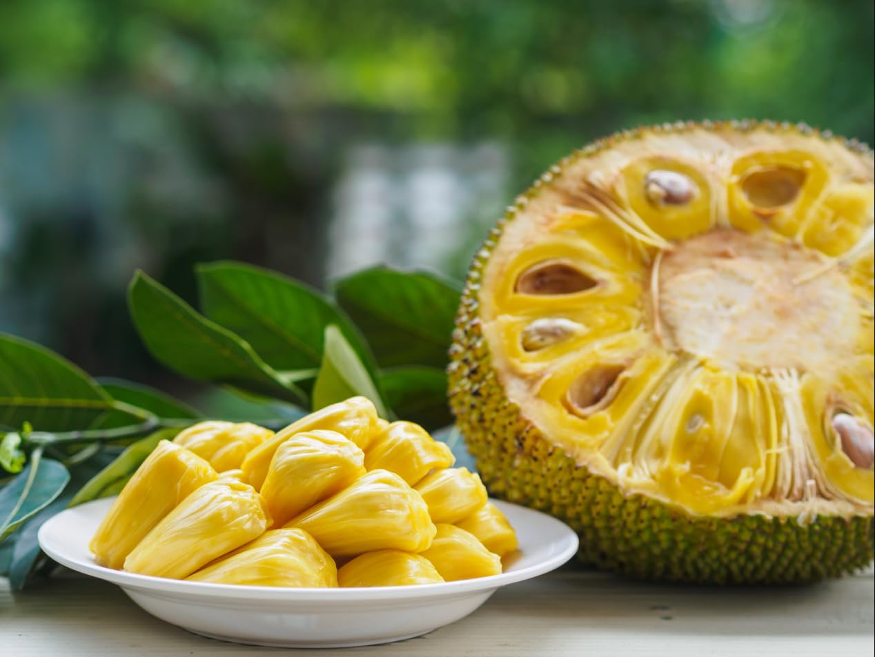 Jackfruit Tree, Plant Live for Planting, Tropical Fruit Tree, Jackfruit Live Seedling Tree, 3 Gallon Pot, 3 Feet Tall, Can't Ship to CA