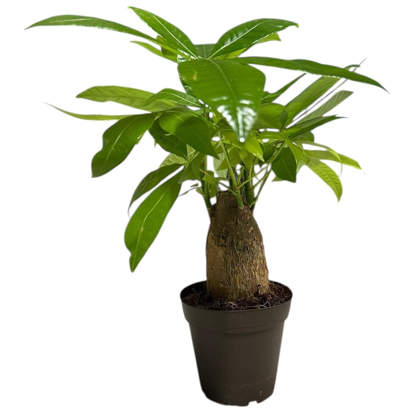 Hopewind Plants Shop - Money Tree Stump Live Plant, 12-14 inch Tall, Easy to Grow Live Indoor Bonsai Tree, Pachira aquatica