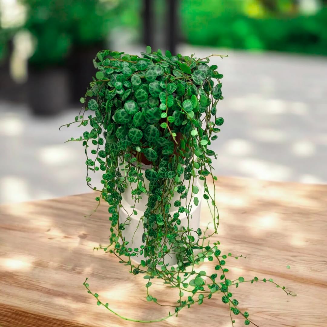 String of Turtles Live Plants, Easy Indoor Trailing Succulent in 2.5" Pot, Hanging Succulent Houseplant Indoor Outdoor Planting