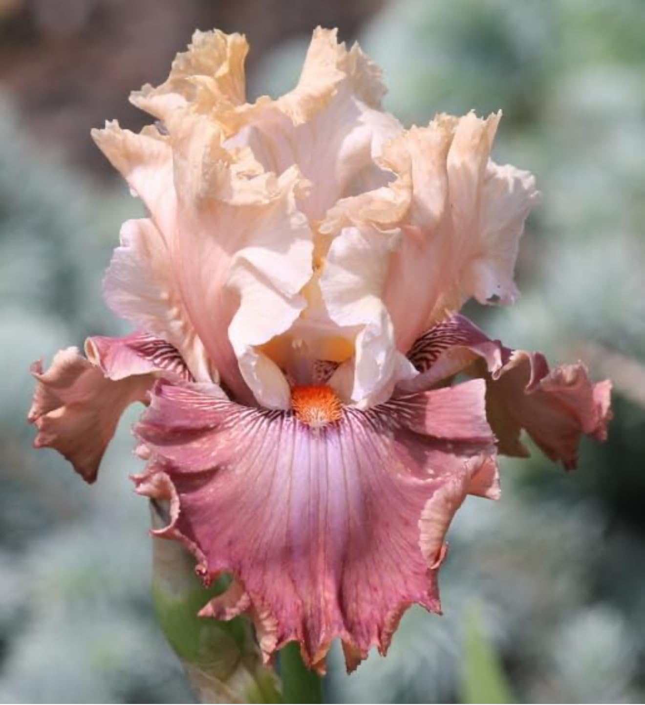 Superior Bearded Iris ‘Champagne and Strawberries’ Rhizome/Root/Bulbs (1 ea) - Amazon 30-Day Returnable Guarantee