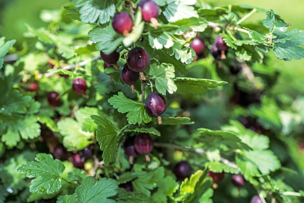 Black Velvet Gooseberry Plant Live for Planting, Gooseberry Bush Live Plant Gooseberry Starter Plant Ready to Grow