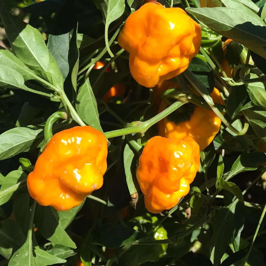 Live Yellow Scotch Bonnet Pepper Plant in 4 Inch Pot, 4–7 Inch Tall Seedling, Jamaican Hot Pepper Plant for Garden or Container Growing