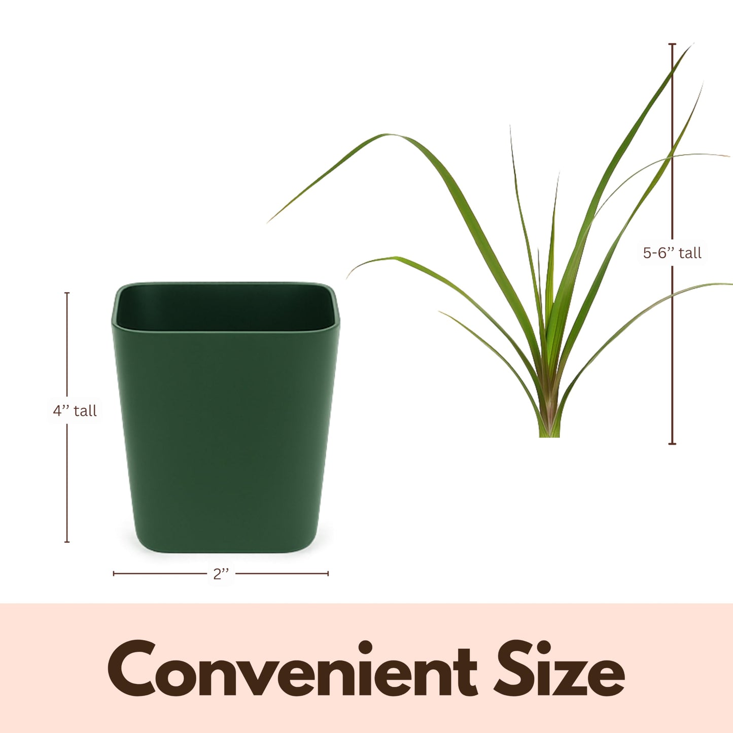 MyShelfie - Ponytail Palm (Beaucarnea Recurvata) Live Indoor House Plant in 2-Inch Pot – Low Maintenance, Air-Purifying Plant