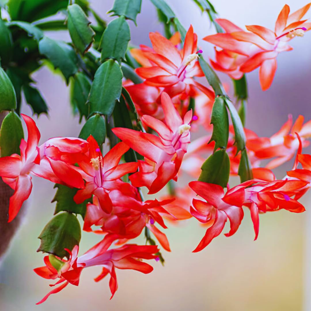 2 Random Christmas Cactus Plants Live, Live Christmas Cactus Plant Houseplant, 4 Inc Potted, Outdoor Indoor Garden