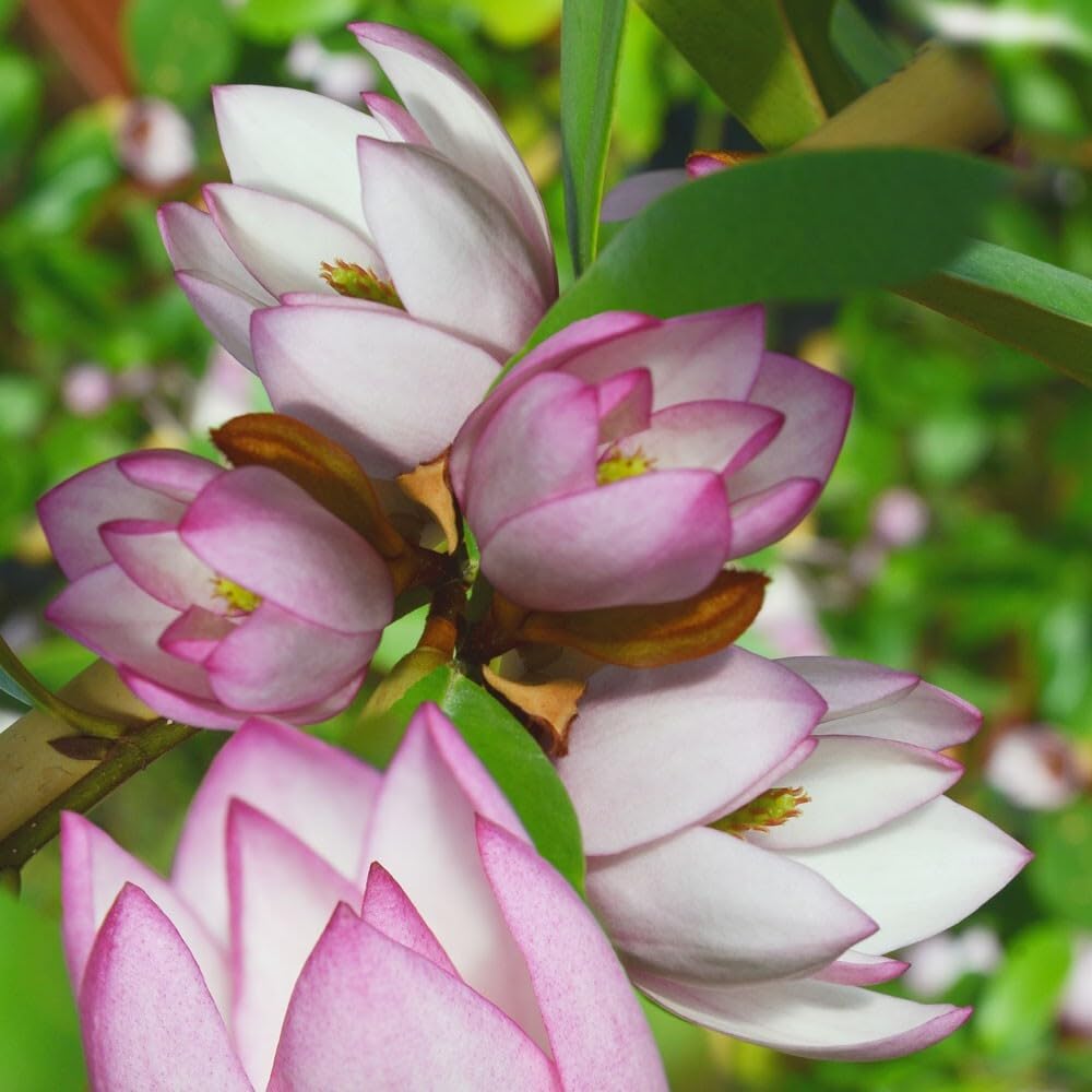 Live Plant - Michelia doltsopa Magnolia TreePink Fragrant Blooms! Well Rooted