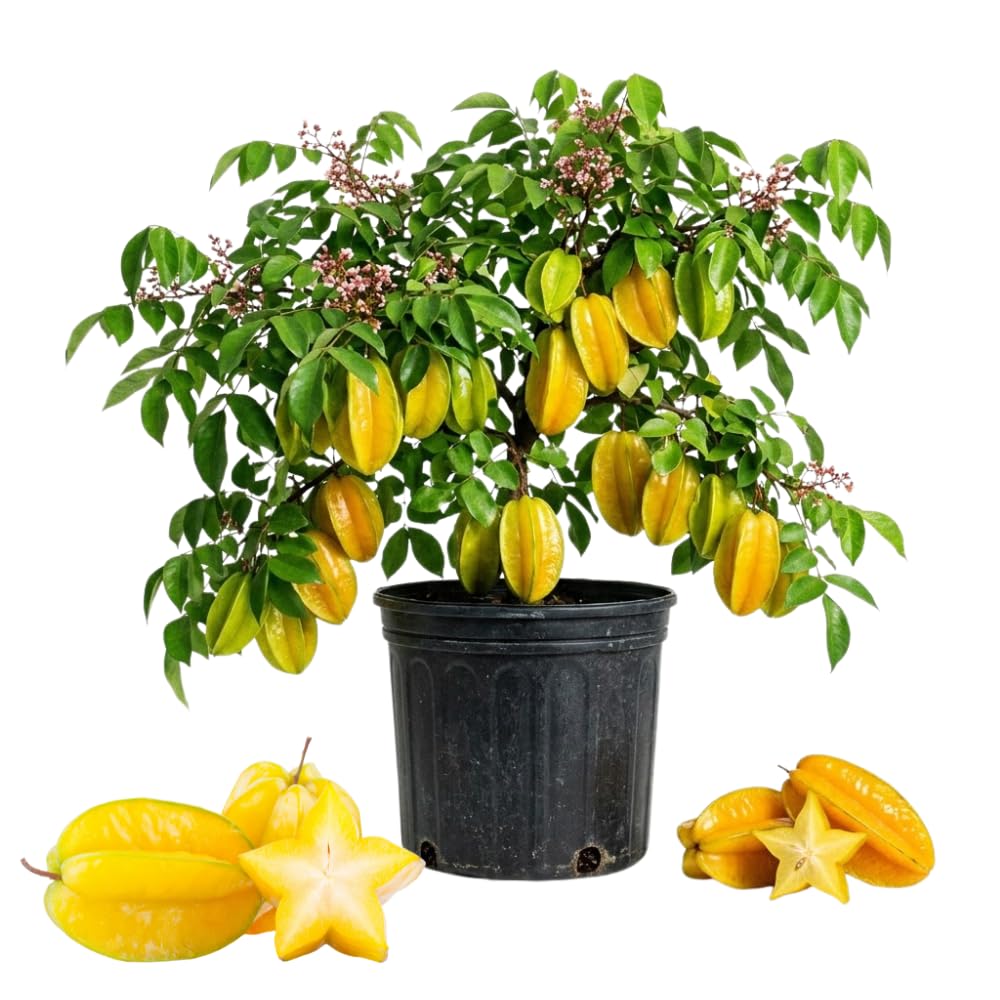 Live Star Fruit Tree, Starfruit Tree Live, Large Carambola Grafted, 3 Gallon Pot, 2 to 3 Feet Tall, Ready for Outdoor Planting, No Ship to CA