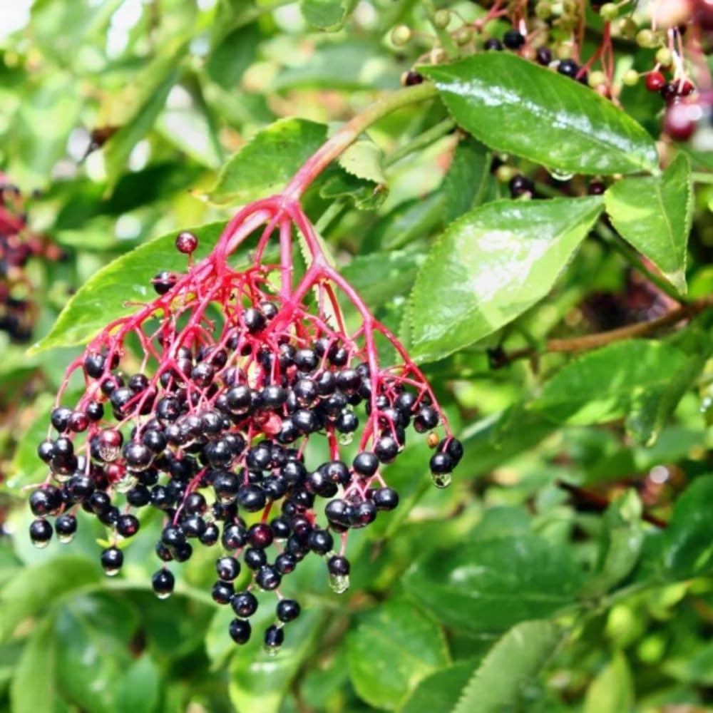 Set 2 American Elderberry Plants Live, 6-12 Inch Tall, American Elderberry Bush, Hardy Elderberries Trees