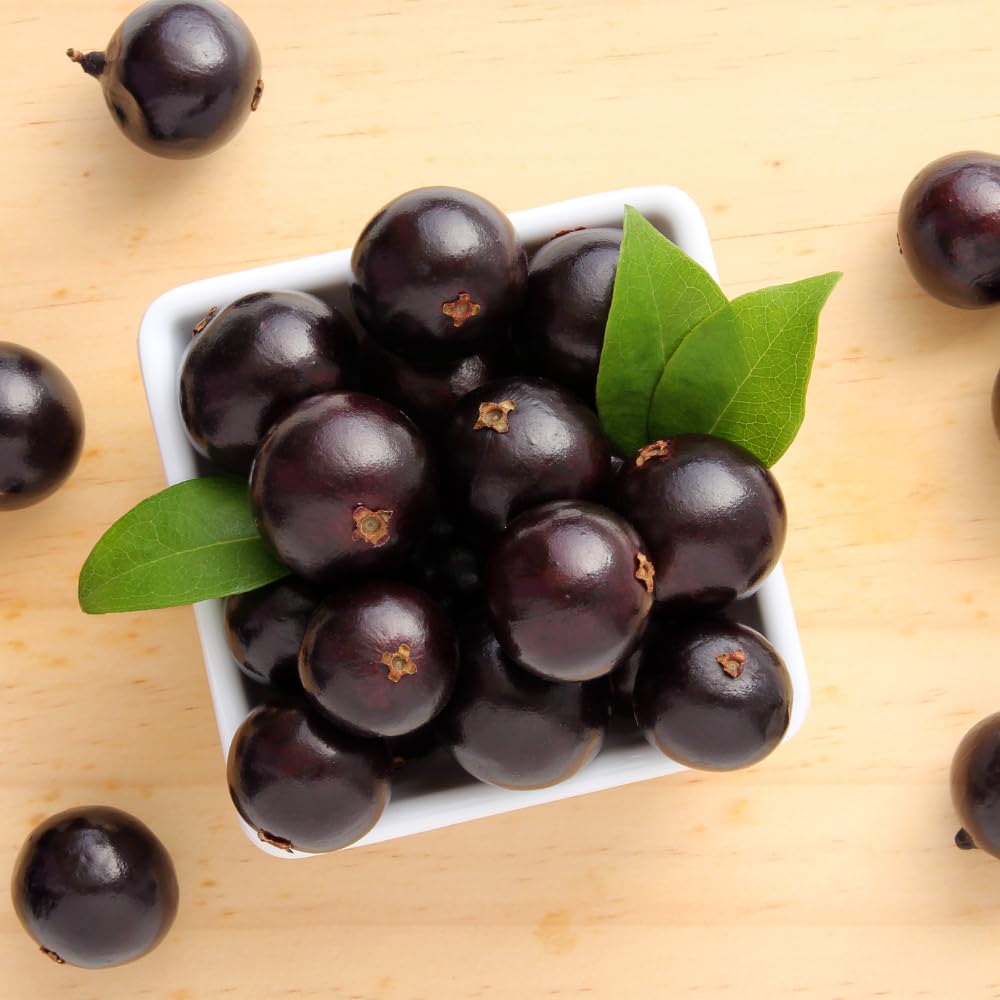 Jaboticaba Tree Live Plant for Growing Outdoor 10 to 12 Inch Tall