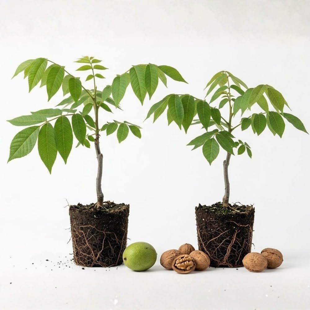 2 Black Walnut Tree, Size 12-24 Inch Tall, Low Maintenance Native Nut Plant, Robust Well-Rooted Starter Tree, Easy to Grow, Dormant Plant