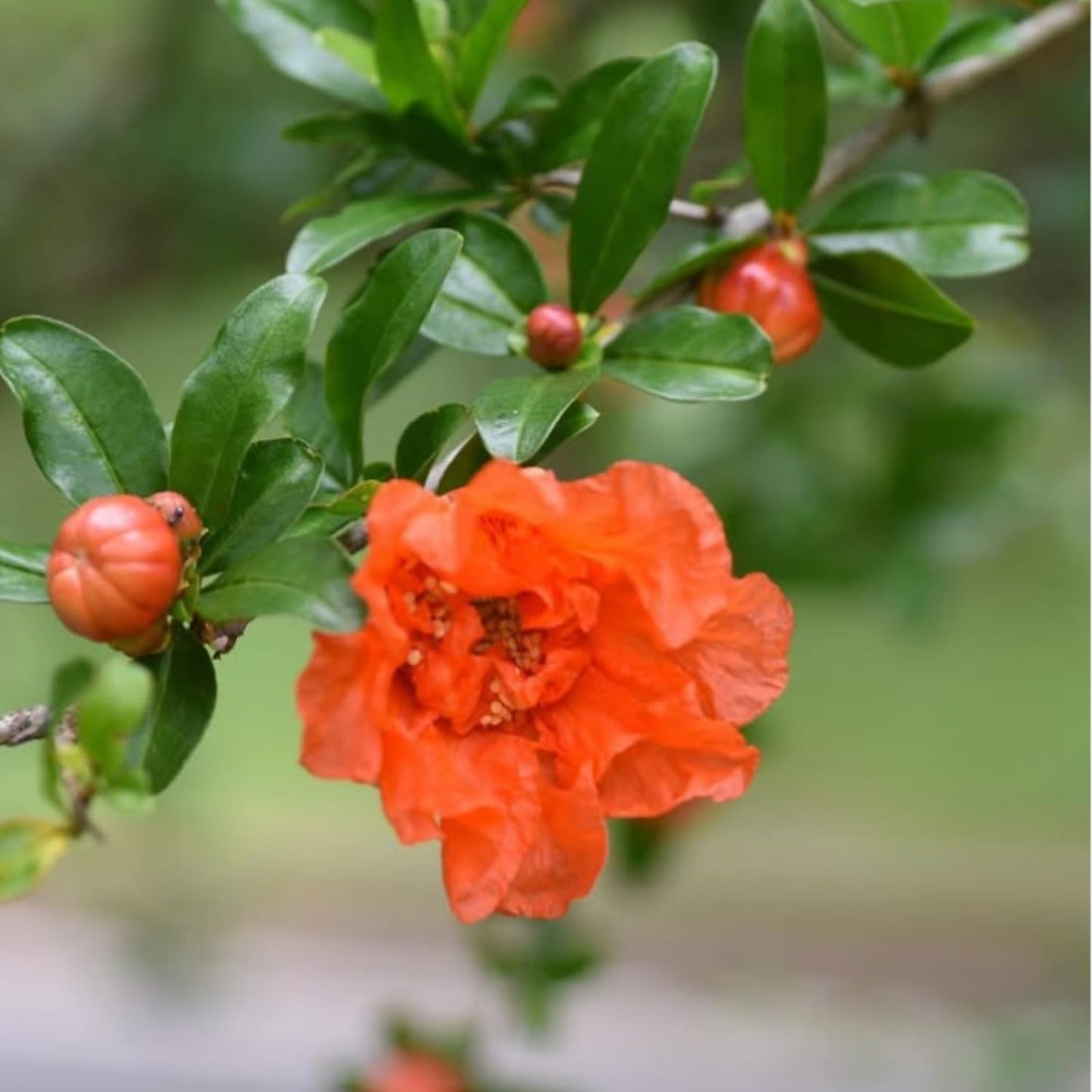 Pomegranate Plant Live, Sweet Pomegranate Plant 8-10 Inches Tall in 4'' Pot, Fruit Tree for Outdoor Growing