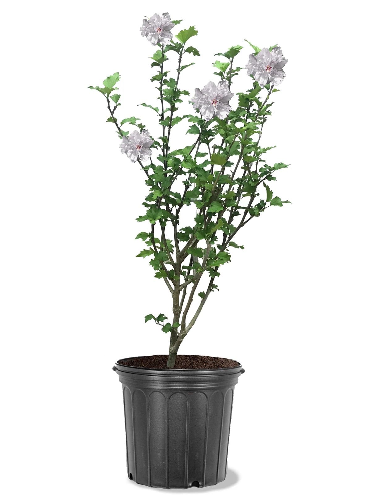 American Plant Exchange Live Hibiscus Althea White Rose of Sharon, 3-Gallon Pot, 1-2ft. Tall, Large Outdoor//Landscape/Garden Plant, Stunning White Flowers