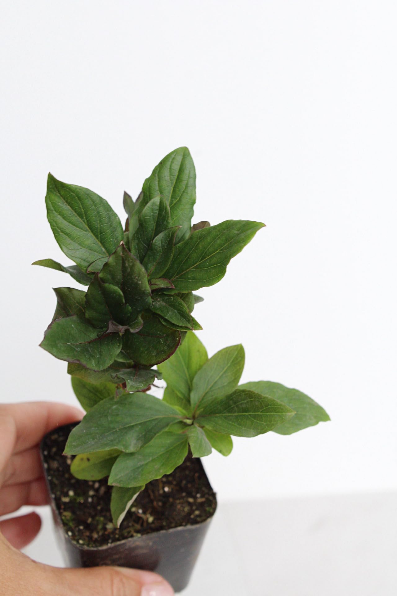MyShelfie Purple Honeysuckle Vine Plant Fragrant Purple Flower (Lonicera Japonica Purpurea), Live Starter Plant with Purple Leaves, 2-Inch Pot