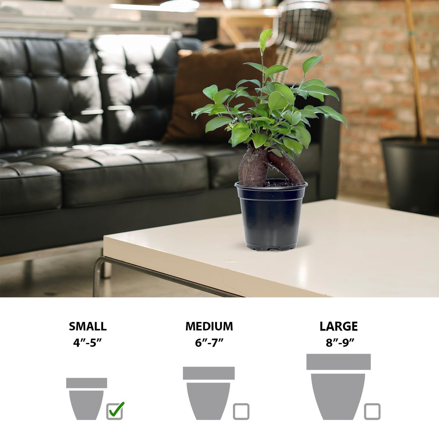 4 Pack Live Ginseng Ficus, Ficus Retusa, Banyan Fig, Potted Bonsai Houseplant, Birthday Gift for Plant Lover, Office Gift for Christmas, Indoor Live Plant in 4" Pot