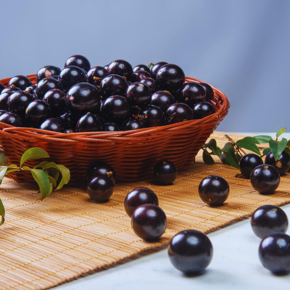 Black Jaboticaba Tree Live Plant, 1 Feet Tall, Brazilian Jabuticaba Grapetree for Gardening Outdoor Indoor
