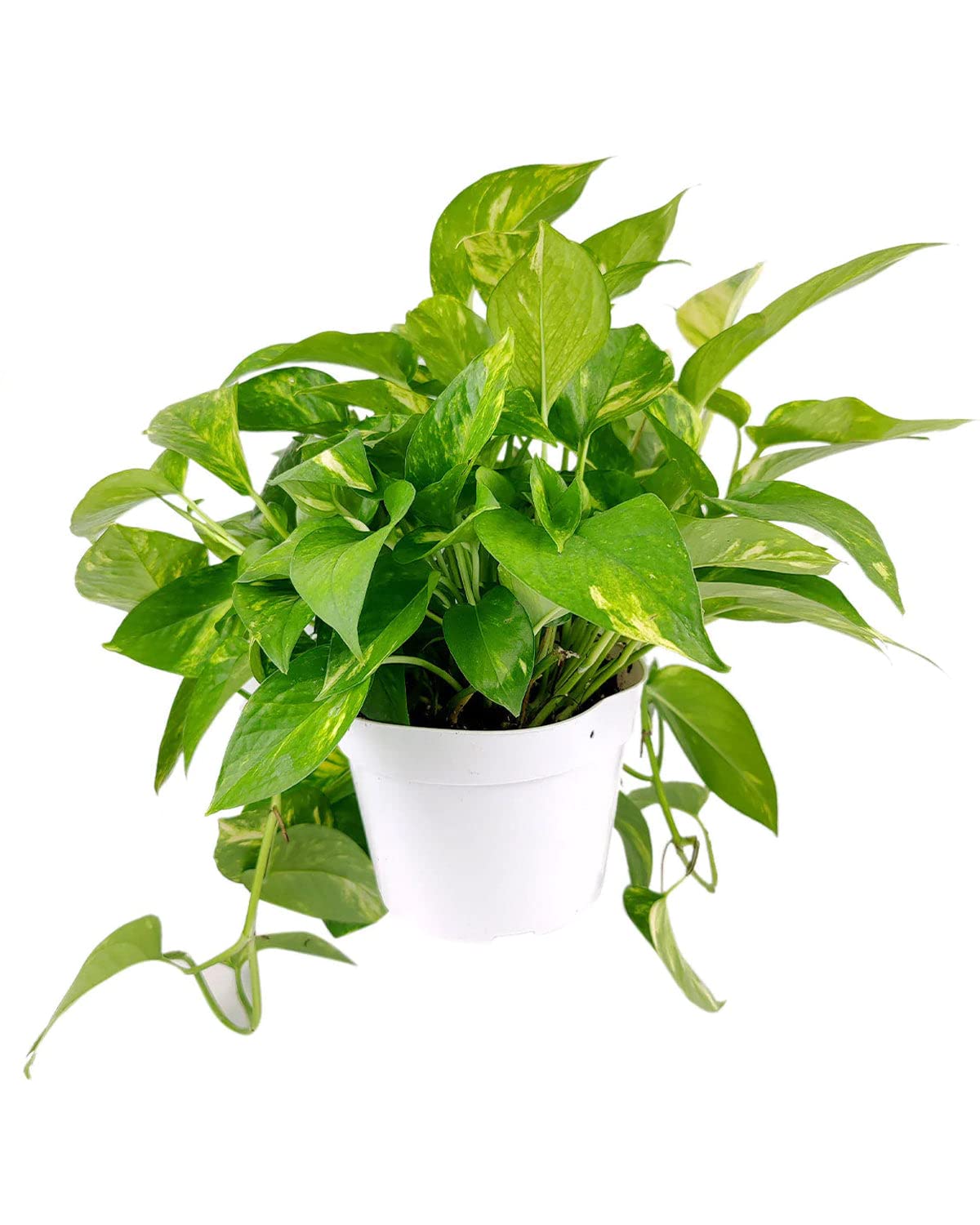 Golden Pothos (4" Grower Pot) - Trailing Easy to Grow Houseplant - Best Air-Purifying Houseplant for Home and Office Decoration