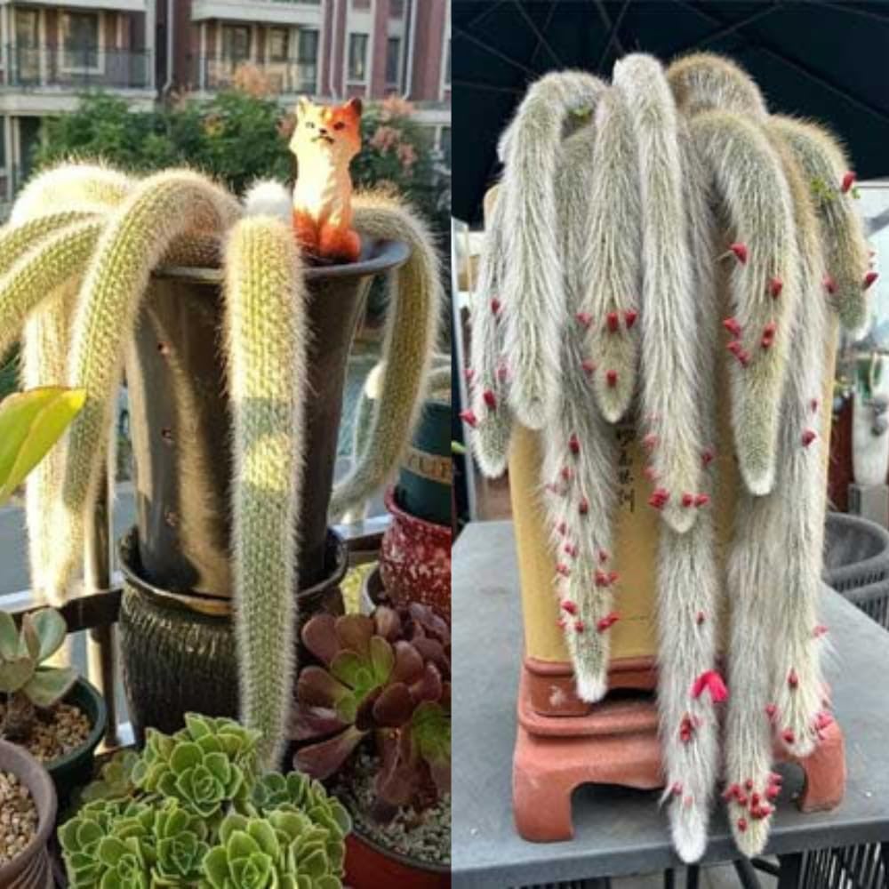 Trailing Monkey Tail Cactus Plant Live, 6 to 8 Inches Tall, Live Succulents Plant for Planting Indoor Oudoor