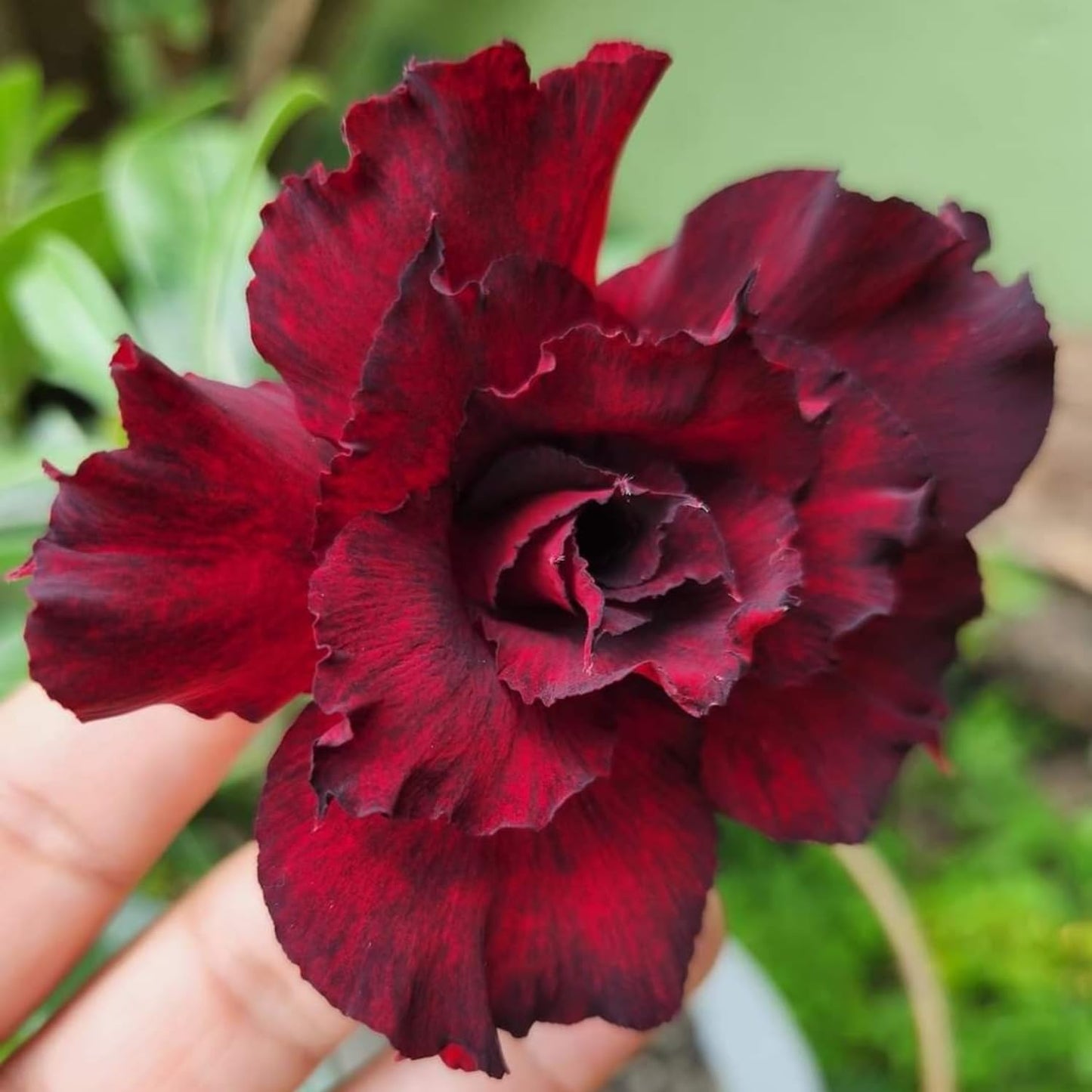 Desert Rose Live Plant, Adenium Desert Rose 4-8'' Tall, Hardy Flowering Succulent for Indoor Outdoor Gardens (Red Flowers)