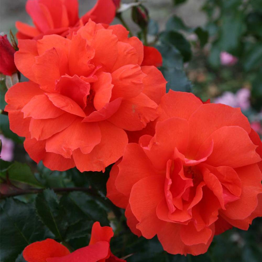 Heirloom Floribunda Roses, Live Own Root Plant for Outdoor Garden, Sunbelt® Sierra Lady™, Lightly Fragrant, Hardiness Zones: 5-9, Repeat Blooming
