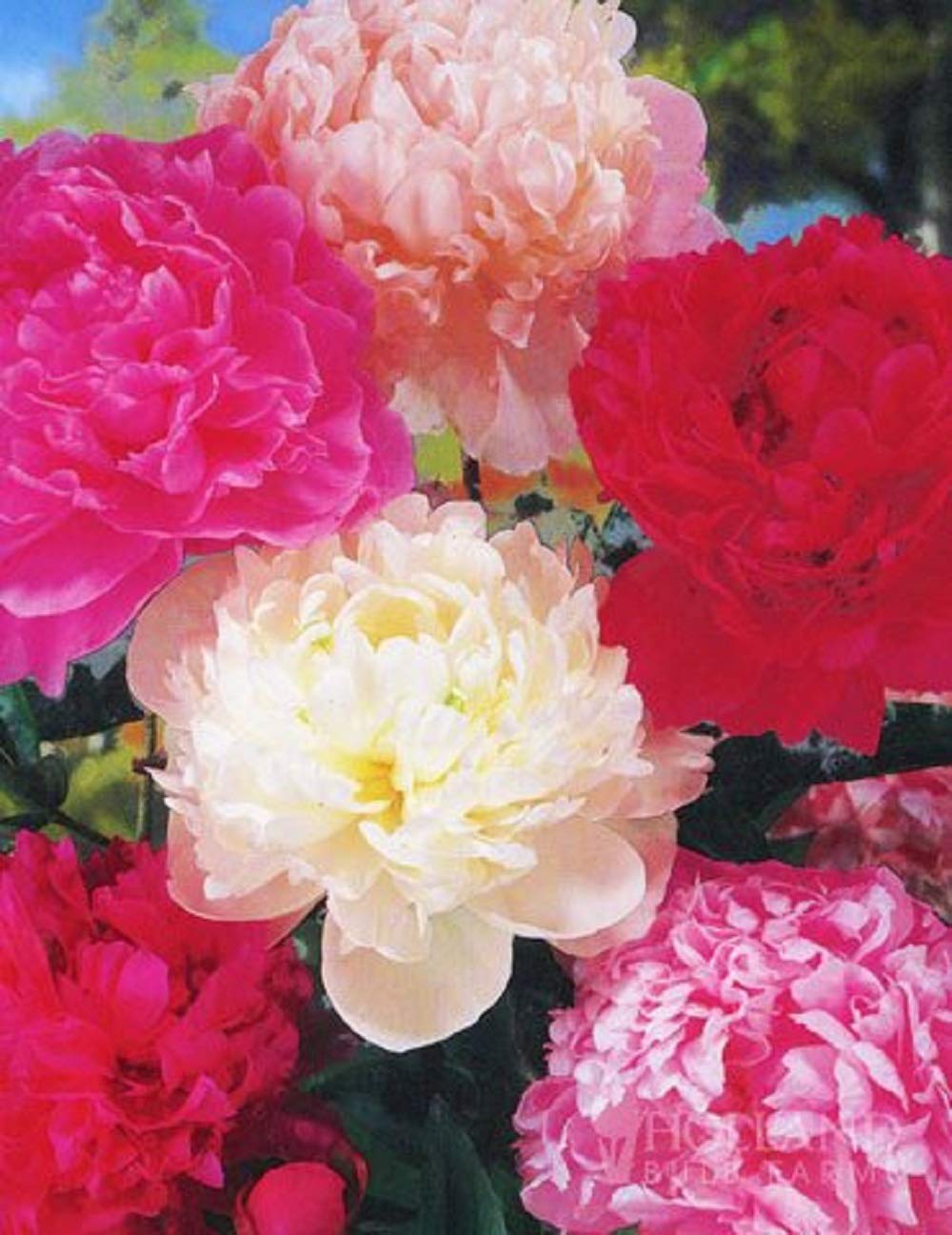 Mixed Peony Flower Bulbs Value Bag - 3 Roots per Pack - Pleasantly Scented - Attracts Butterflies and Hummingbirds - Deer Resistant - Good as Cut Flowers - Perennializing - Live Garden