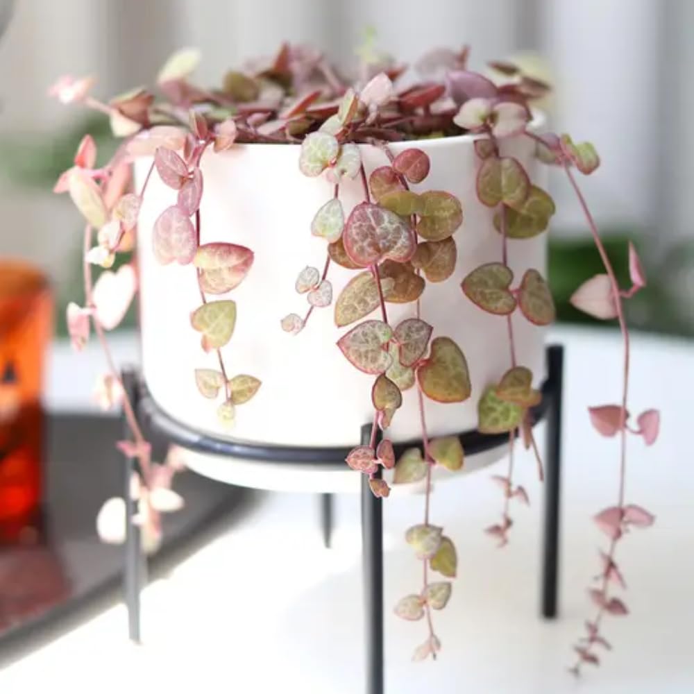 Variegated String of Hearts Plant Live, Ceropegia Woodii Variegata, in 2.5" Pot, Rare Trailing Succulent Vine for Indoor Hanging Pots