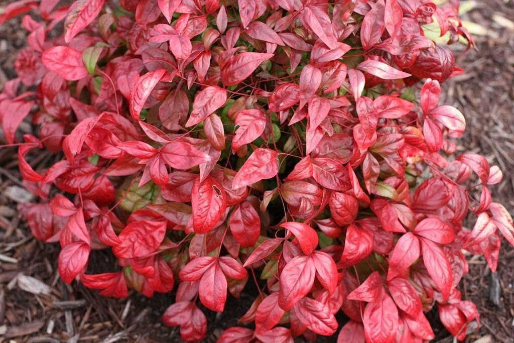 Live Plant - Dwarf Nandina Firepower Shrub - Heavenly Bamboo - 4-6" Tall Live Plant, 2.5" Pot