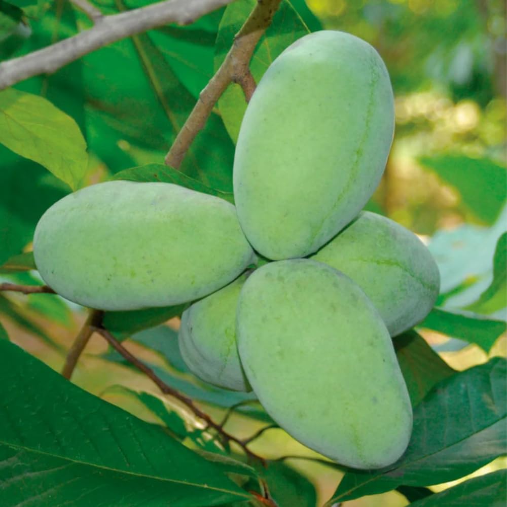 American Pawpaw Tree Live Plant, 1 Year Old Seedling Bare Root, Hardy Asimina Triloba Paw Paw Plant, 6 to 15 Inc Tall
