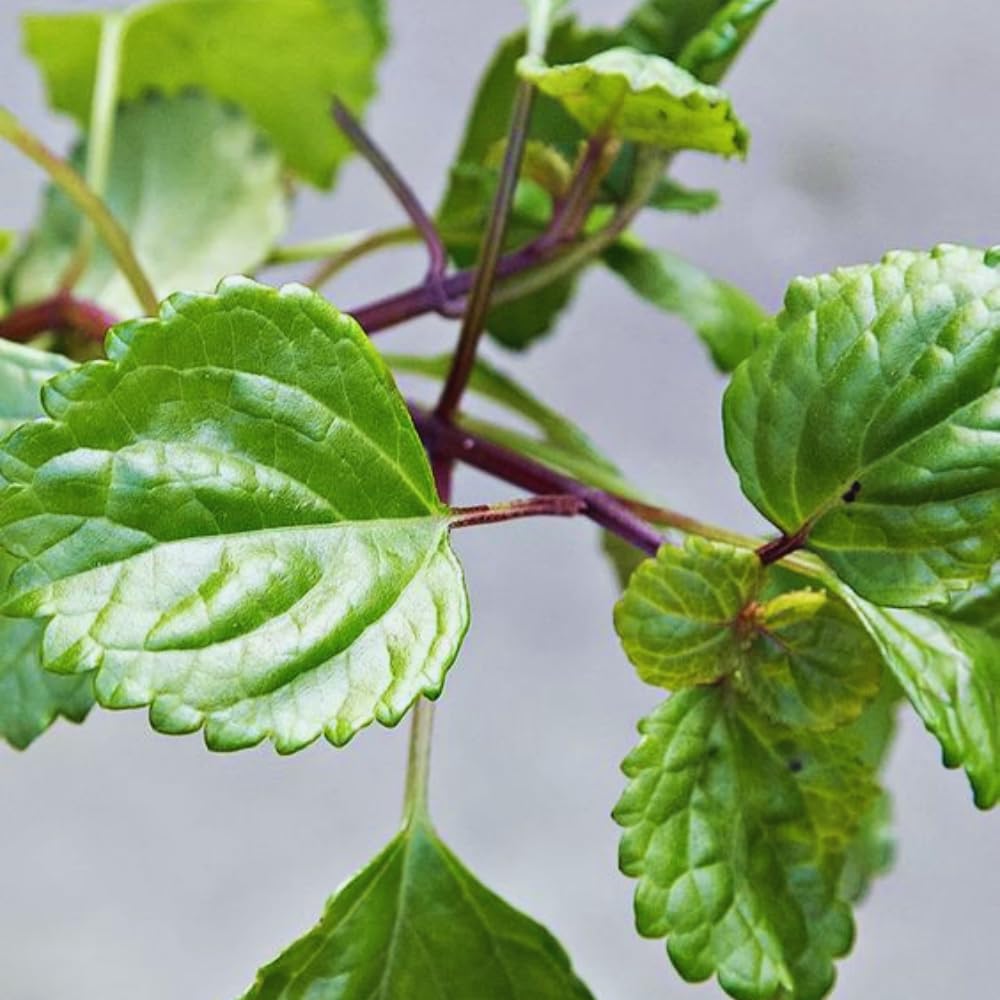 4 Green Swedish Ivy Plants Live House Plants, 4 to 6 Inc Tall Live Plant, Plectranthus Plant for Growing Outdoors Indoors