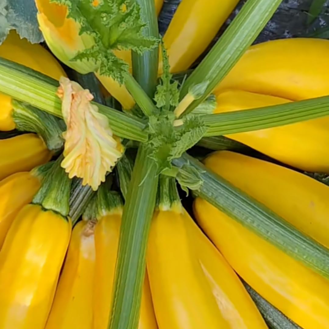 2 Yellow Zucchini Plants Seedlings, 4 to 6 Inches Tall, Squash Live Plant Vegetable Plants for Growing Outside