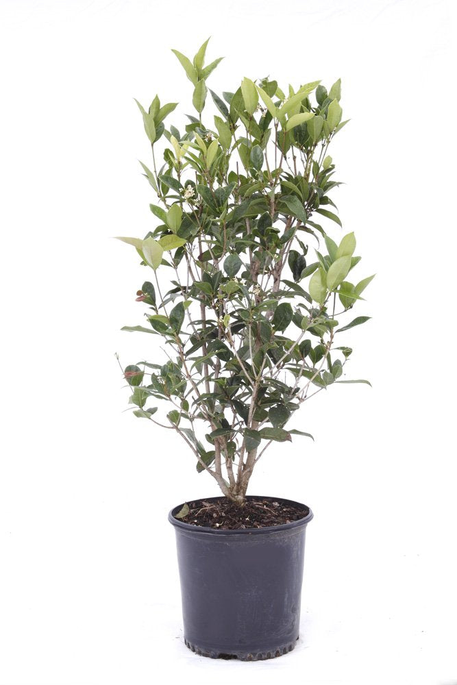 Brighter Blooms - Fragrant Tea Olive Tree, 3 Gallon - No Shipping to AK, AZ, HI