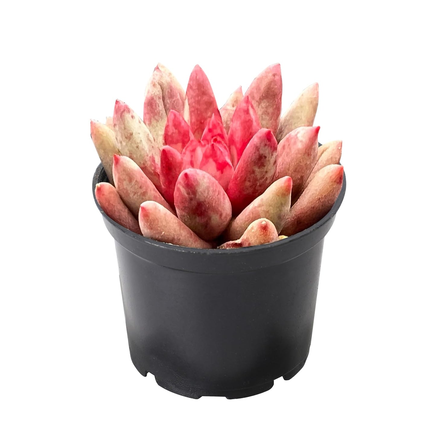 2" Live Succulent Plants Echeveria 'Goldfish', Mini Potted Succulents, Easy Care Indoor Houseplant, Unique Gifts, Home Office Décor