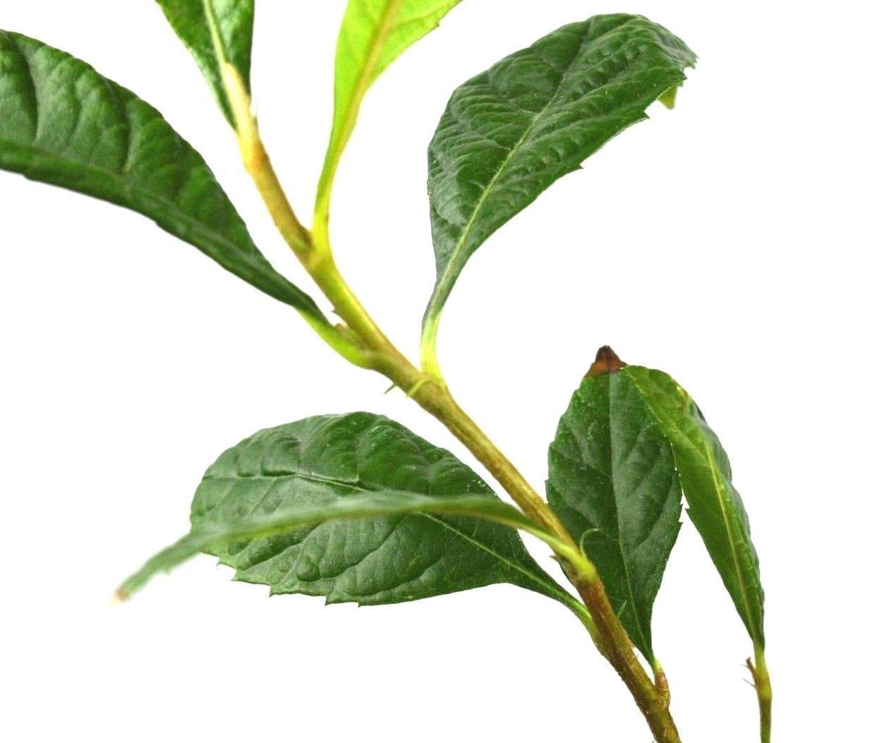 Loquat Tree Sweet Yellow Plum Live Starter Plant Plug 4-7 Inches Tall Easy-to-Grow Grown from Seeds 7-12 Months Old Ready to Plant Indoor/Outdoor