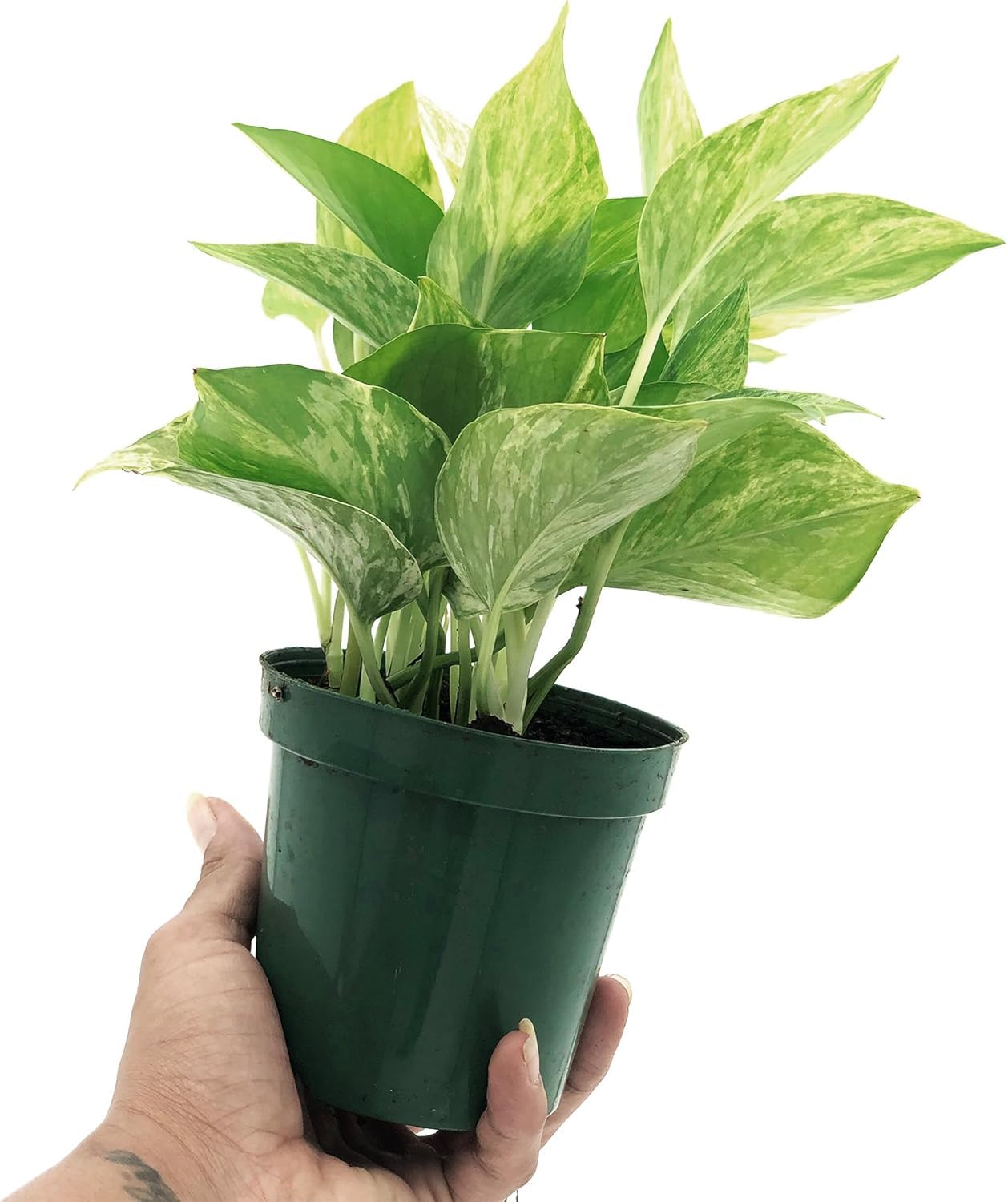 Live Pothos Plant - Epipremnum aureus ‘Marble Queen Pothos’ - ragnaroc Tropical Plant 5-8” Tall - 2ct Live Arrival Guaranteed - Low Maintenance House Plants for Home Decor & Gift