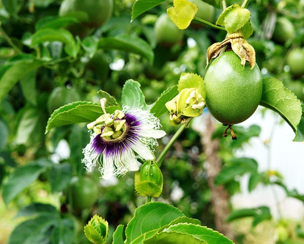 400 Pcs Passion Fruit Flower Seeds for Garden Decor