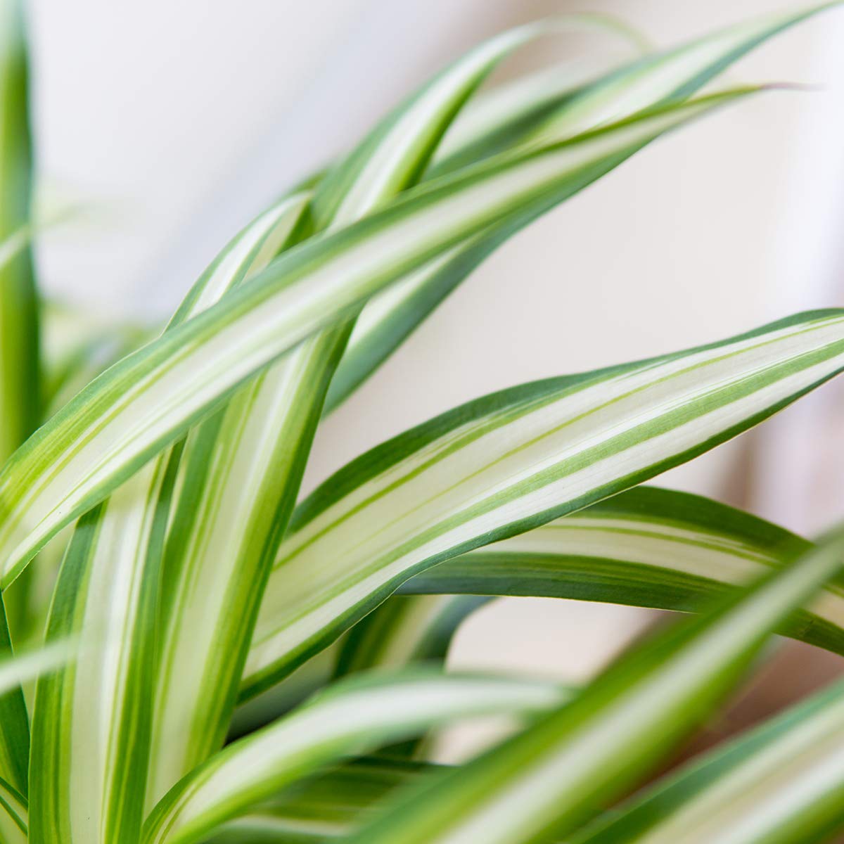 Perfect Plants Spider Plant in 6in. Grower's Pot | Live Houseplant for Indoor Growing | Easy to Care for & Keep Alive | Beautiful Green & White Variegated Leaves