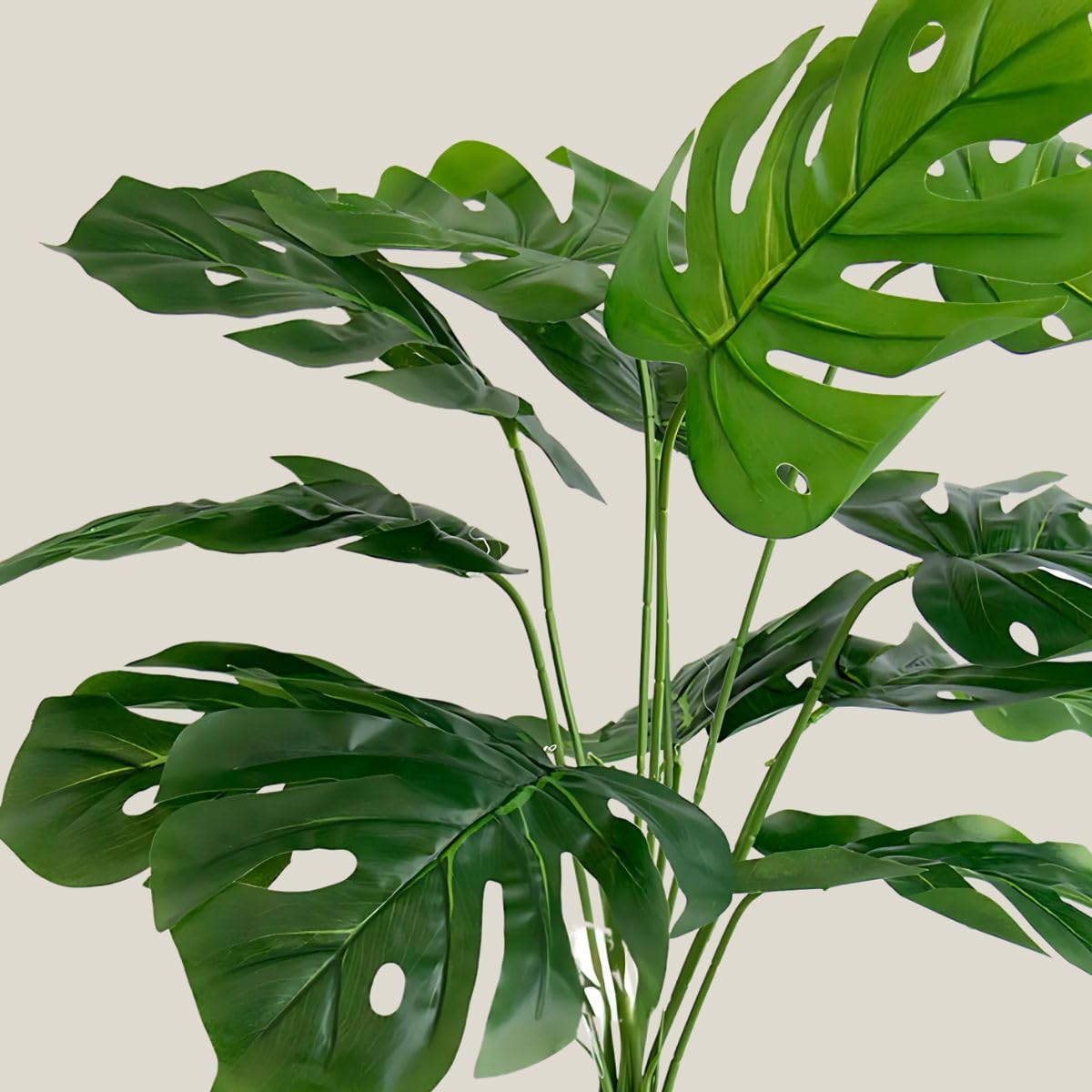 300+ Monstera Deliciosa Seeds for Planting Outdoor-Grow Your Own Rare Indoor Garden