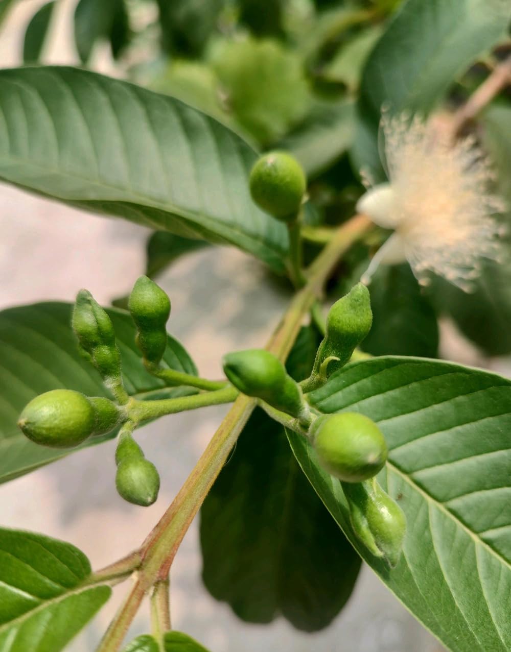 30+ Pink Guava Seeds Tropical Strawberry Guava Tree Seed Easy Fruit Fruit Garden Fresh Grow Plant Psidium guajava