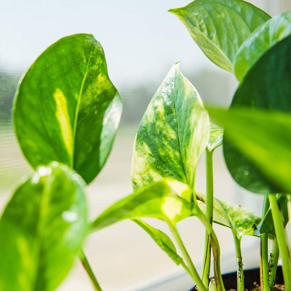 Perfect Plants Golden Pothos in 6 in. Grower's Pot | Epipremnum aureum Devil's Ivy | Easy Care Houseplant | Perfect for Low to Moderate Light Conditions | Air Purifying