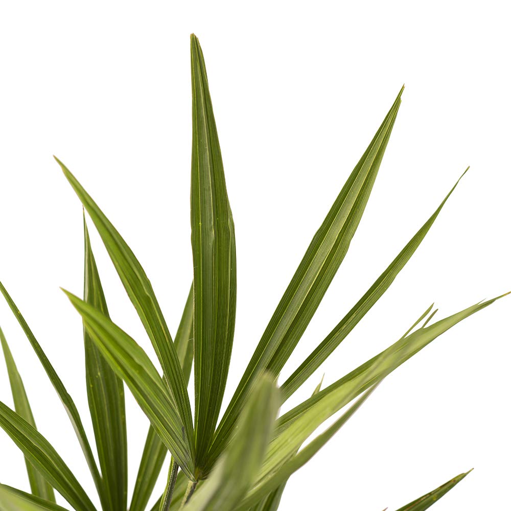 American Plant Exchange Live Windmill Palm Tree, Chusan Palm Tree, Plant Pot for Home and Garden Decor, 4" Pot, Pack of 3