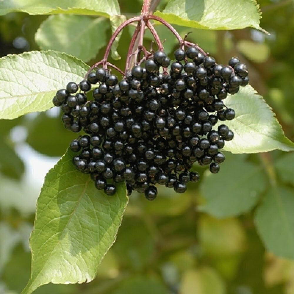 2 Black Elderberry Trees - 6-12" Tall Live Plants - Antioxidant-Rich Berry Fruit Shrubs - Sambucus Canadensis - (2 Pack)