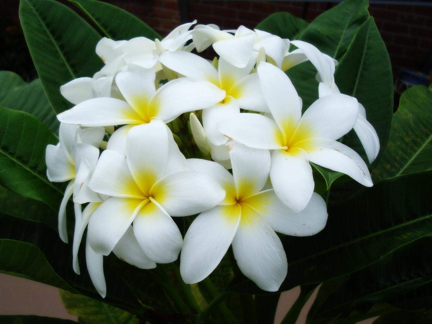 White Plumeria Live Plant - Easy Care Tropical Houseplant with Fragrant Flowers, Hawaiian Indoor Outdoor Plant Cutting for Home Garden