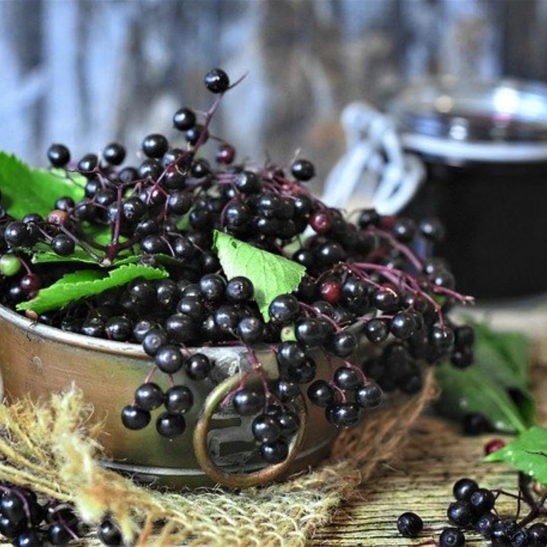 1 Black Elderberry Plant Live, 6-9 Inch Tall, American Elderberry Bush, Hardy Elderberries Tree